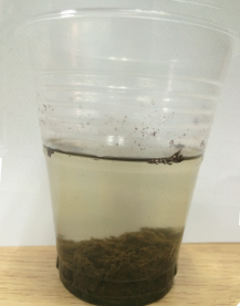 印染废水脱色方法的实验步骤二 印染废水脱色方法的实验步骤二