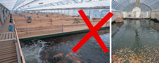 养鱼虾现场图 养鱼虾现场图