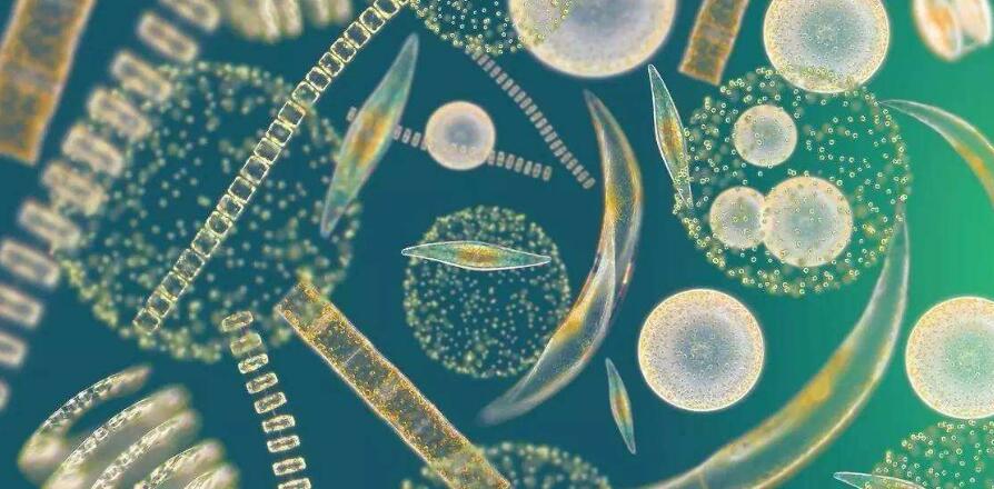 活性污泥法原理形象说法 活性污泥法原理形象说法